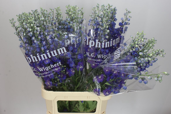 <h4>Delph El Dewi Blue Star</h4>