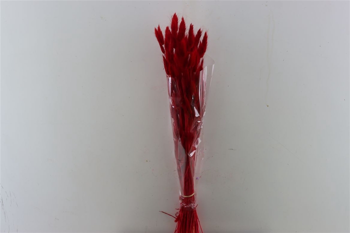 <h4>Dried Lagurus Red Bunch</h4>