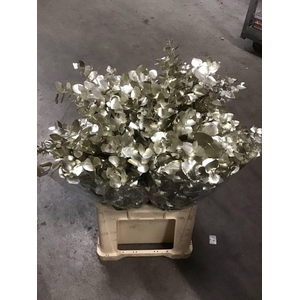 EUCA CINEREA PAINTED PLATINA H%