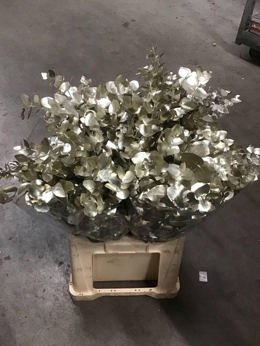 <h4>EUCA CINEREA PAINTED PLATINA H%</h4>