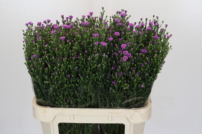 <h4>Aster Casarosa</h4>