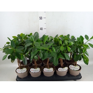 Ficus microcarpa 'Maya'