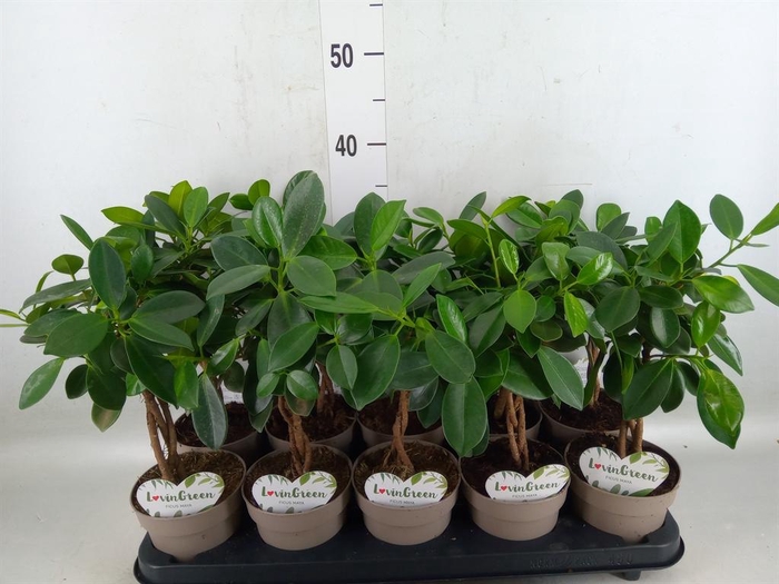 <h4>Ficus microcarpa 'Maya'</h4>
