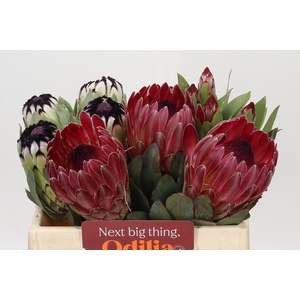 Protea Mix