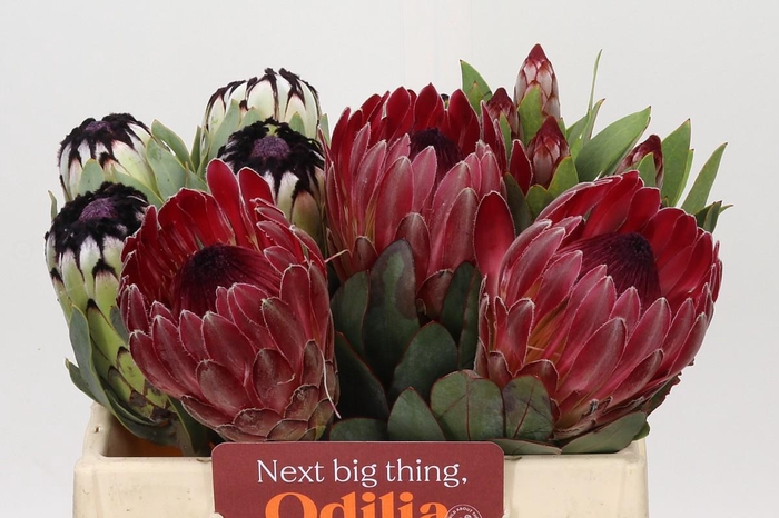 <h4>Protea Mix</h4>