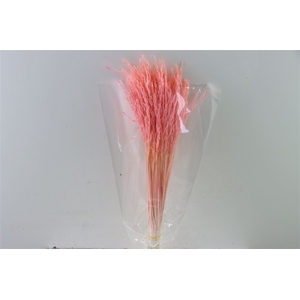 Dried Rice Grass Light Pink Bunch Slv