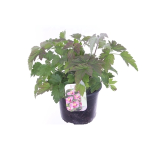 Anemone hybr. Hadspen Abundance
