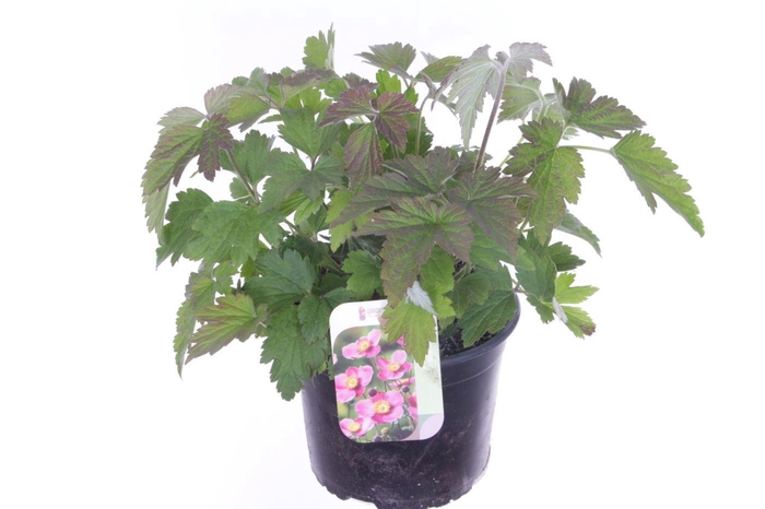 <h4>Anemone hybr. Hadspen Abundance</h4>