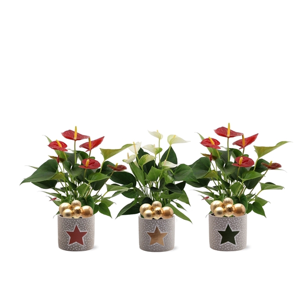 <h4>Anthurium Red & White in Jazz ceramics + stabber</h4>