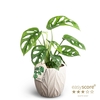 MONSTERA FRIEDR P12  LEAF SAND