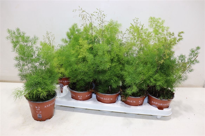 <h4>Aspar Umbellatus</h4>
