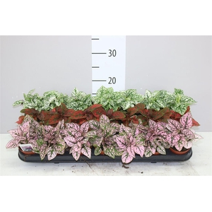 Hypoestes Ph Gemengd