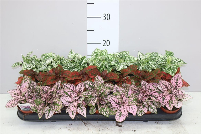 <h4>Hypoestes Ph Gemengd</h4>