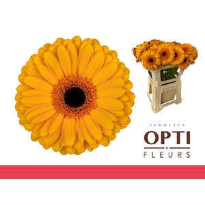 Gerbera Oaklyn Water