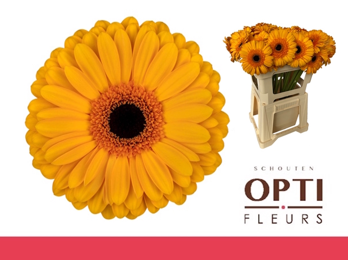 <h4>Gerbera Oaklyn Water</h4>