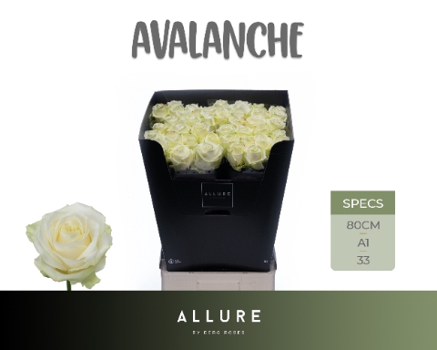 <h4>R GR AVALANCHE+ ALLURE .</h4>