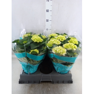 Hydrangea mac. 'Hi Ice'