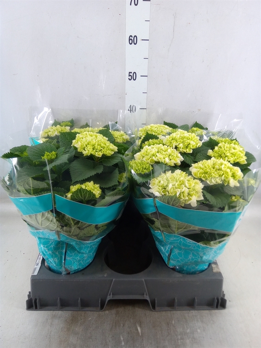 <h4>Hydrangea mac. 'Hi Ice'</h4>