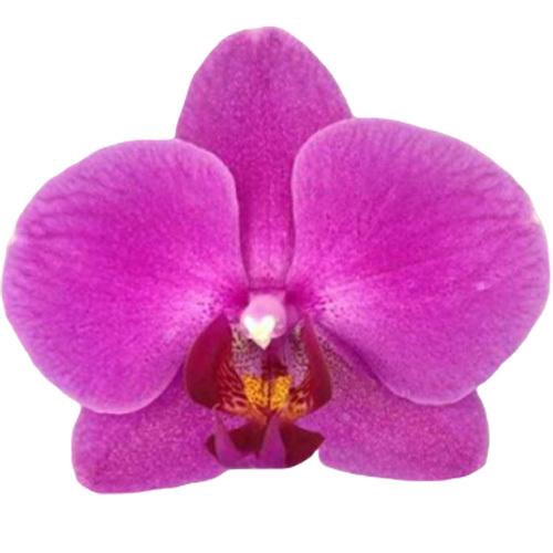 <h4>Flower Symphony | 107992 | Phalaenopsis 2 spike</h4>
