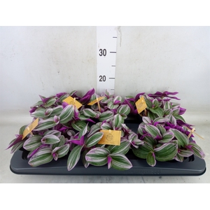 Tradescantia cerinth. 'Nanouk'