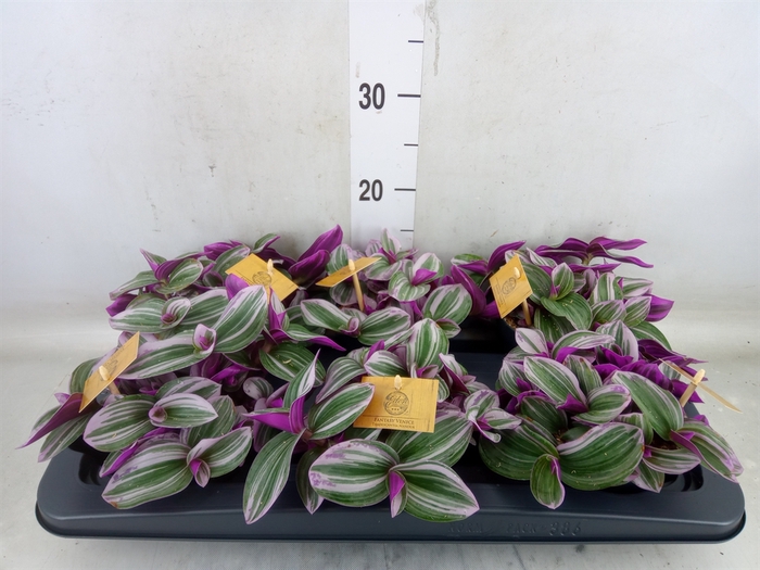 <h4>Tradescantia cerinth. 'Nanouk'</h4>