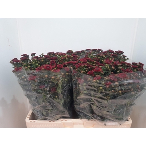 CHR S CALIMERO RED
