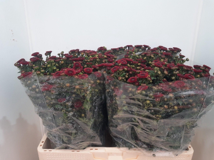 <h4>CHR S CALIMERO RED</h4>