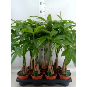 Pachira aquatica