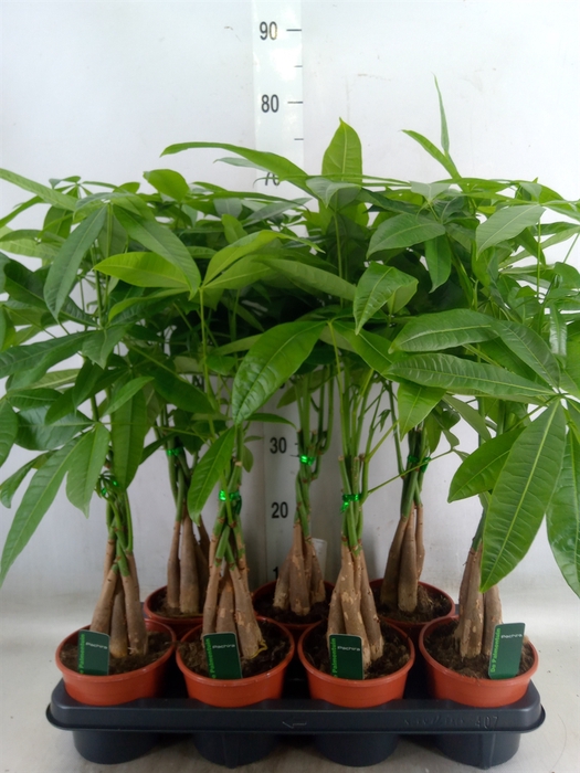<h4>Pachira aquatica</h4>