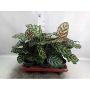 Calathea makoyana