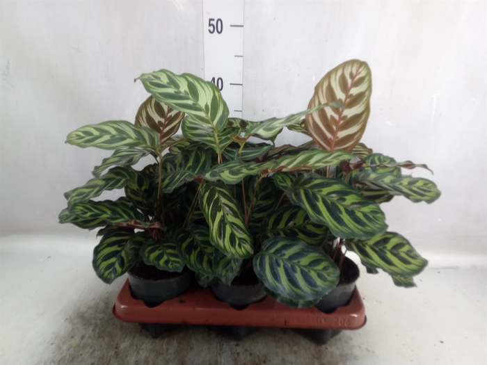 Calathea makoyana