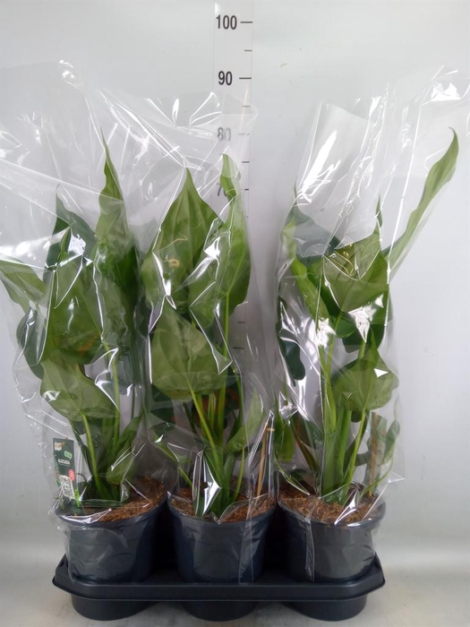 <h4>Alocasia cucullata</h4>