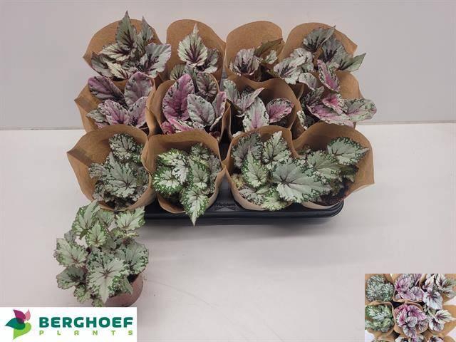 <h4>BEG BEL GEM</h4>