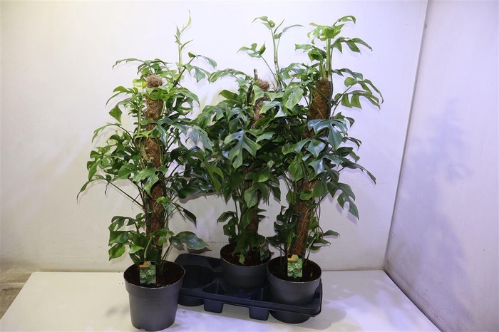 <h4>arr8 Phil Overig</h4>