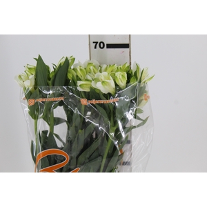 ALSTROEMERIA MISTRAL 070 CM