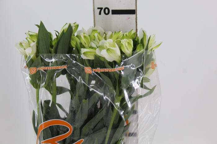 <h4>ALSTROEMERIA MISTRAL 070 CM</h4>