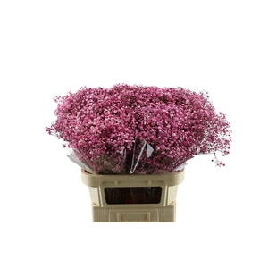 Gypsophila Xlence Geverfd