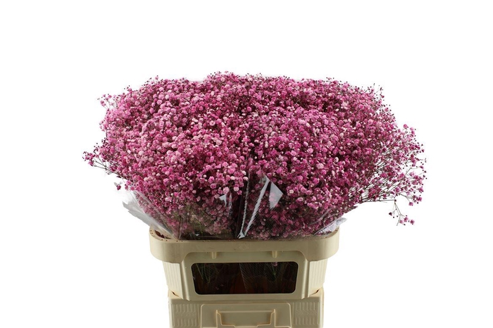 <h4>Gypsophila Xlence Geverfd</h4>