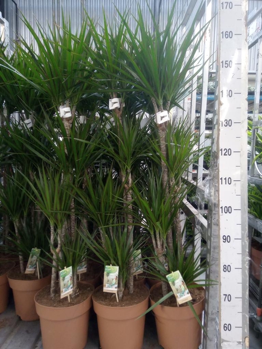 <h4>Dracaena marg.</h4>
