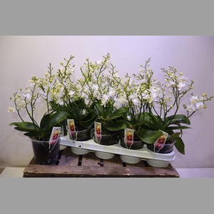 Phal Mf Wild Mini White