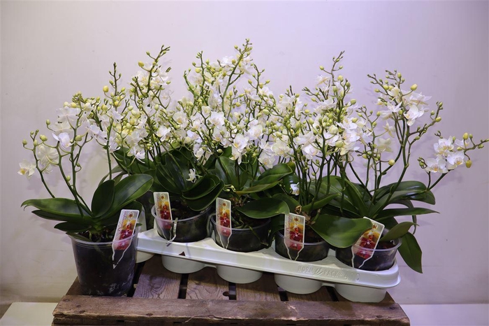 <h4>Phal Mf Wild Mini White</h4>