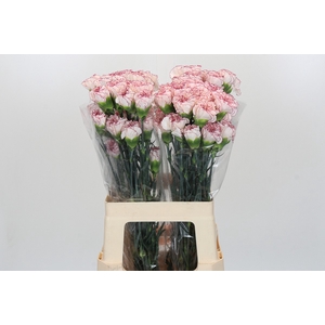 Dianthus St Confort