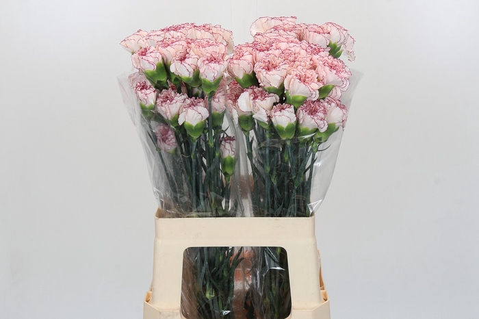 <h4>Dianthus St Confort</h4>