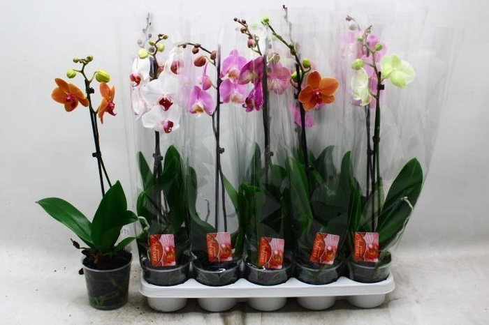 <h4>PHAL GEM</h4>