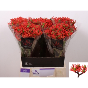 Jatropha P Firecrack