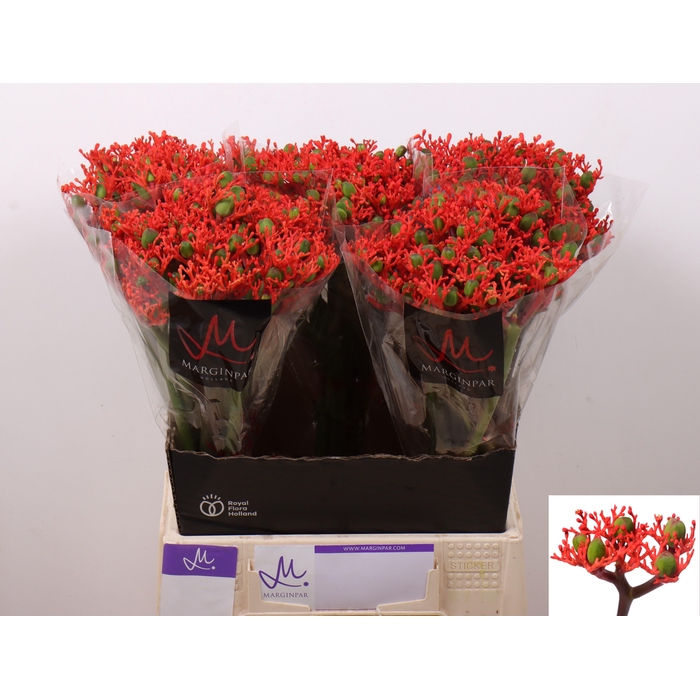 <h4>Jatropha P Firecrack</h4>