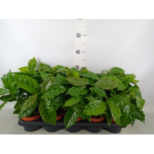 Coffea arabica