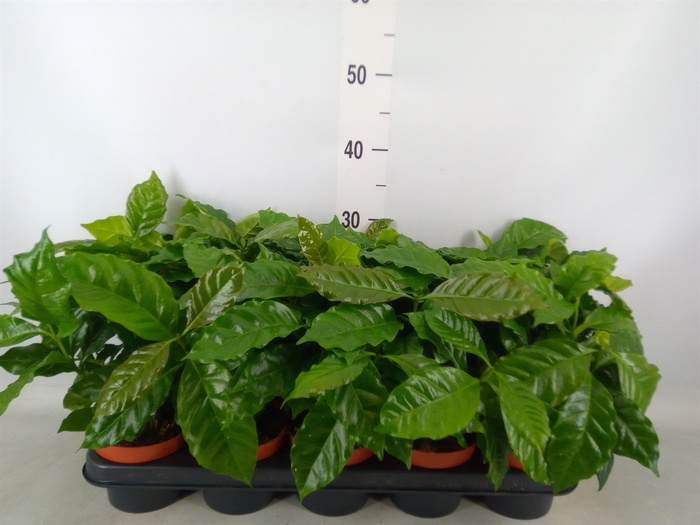 <h4>Coffea arabica</h4>