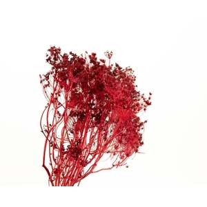 Bupleurum Red