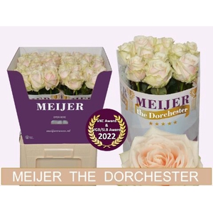 Rozen R GR DORCHESTER